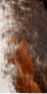 bird feathers 0009